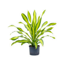 Hydroplant  Dracaena