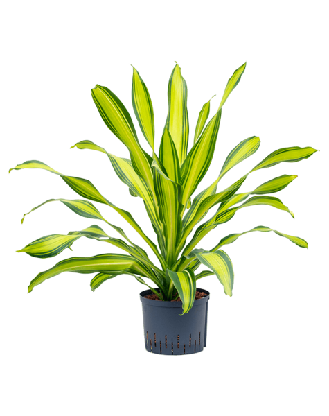 Hydroplant  Dracaena