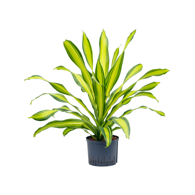 Hydroplant Dracaena Charley