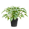 Philodendron Xanadu L