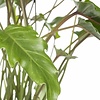 Philodendron Xanadu L