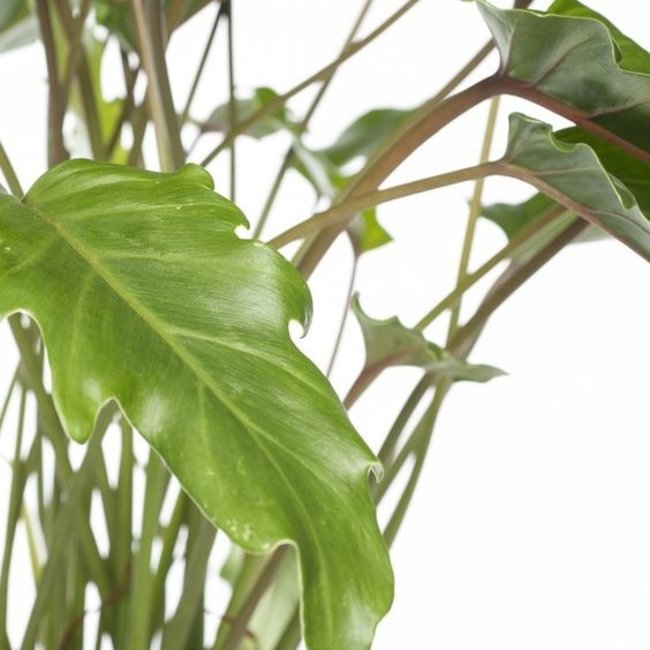 Philodendron Xanadu L