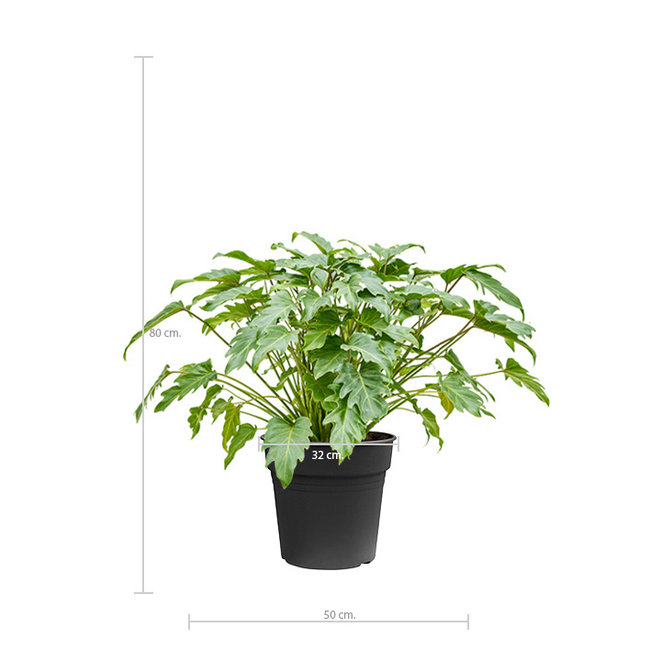 Philodendron Xanadu L