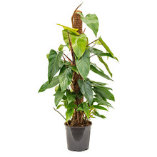 Philodendron Emerald