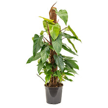 Philodendron