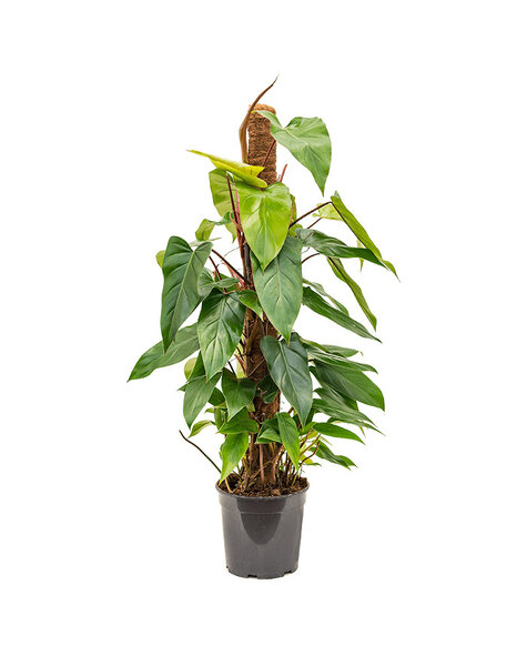 Philodendron