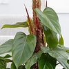 Philodendron Emerald