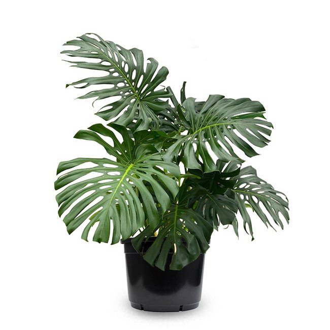 Monstera Gatenplant XXL