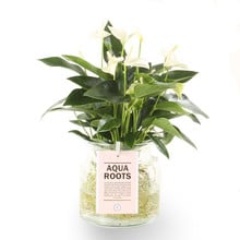 Aqua Roots White Anthurium