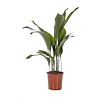 Aspidistra Eliator L