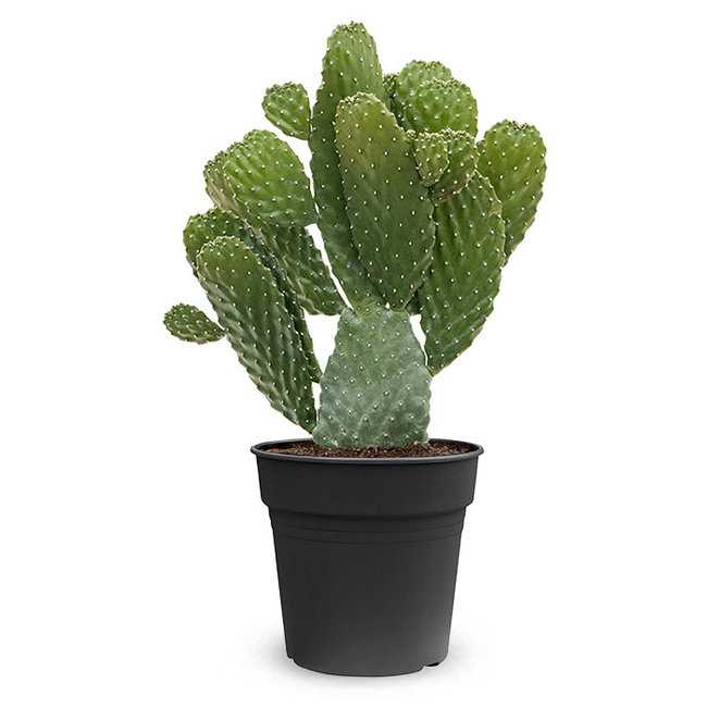 Opuntia Consolea