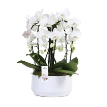 Phalaenopsis