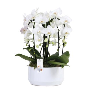Bij Bevestiging onder Orchidee kopen? Mooiste orchideeën online bestellen - Fleurdirect