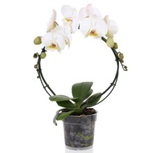 Phalaenopsis