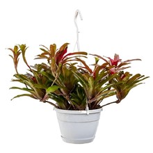 Neoregelia