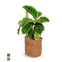 Leer | Calathea