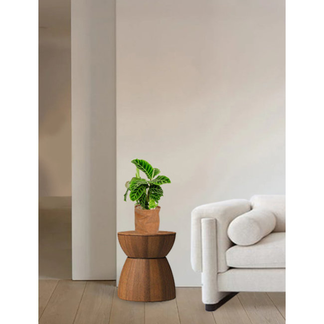 Calathea zebrina in Juna Cognac