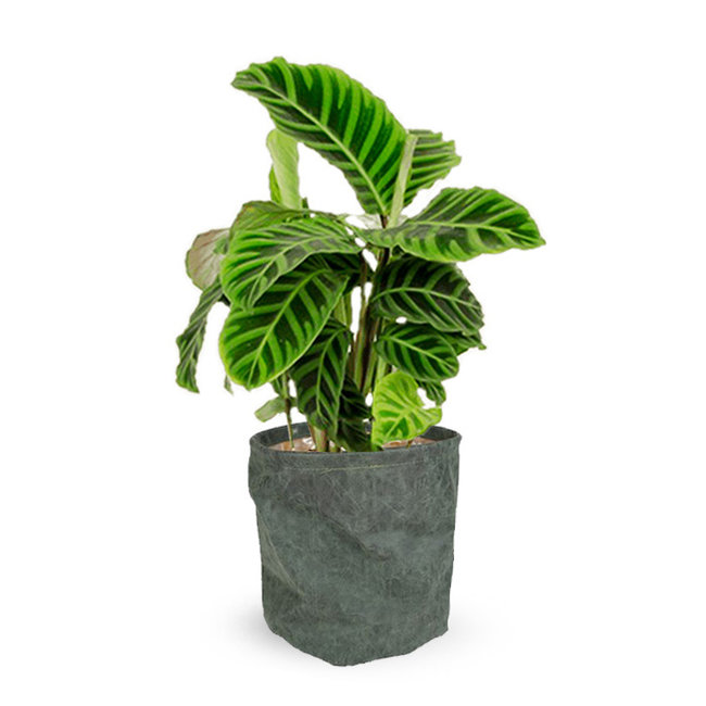 Calathea zebrina in Juna Cognac