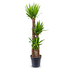 Palmlelie Yucca toef XL