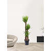 Palmlelie Yucca toef XL