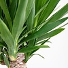 Palmlelie Yucca toef XL