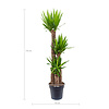 Palmlelie Yucca toef XL