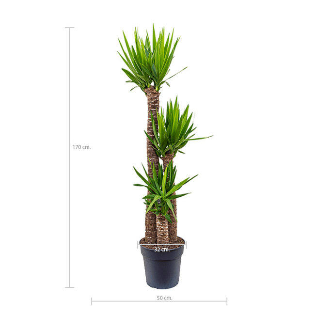 Palmlelie Yucca toef XL