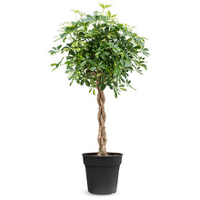 Schefflera