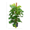 Hydroplant Philodendron pertusem (monstera)