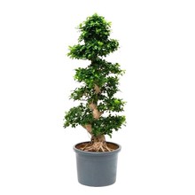 Ficus Bonsai XXXL