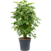 Schefflera vertakt M