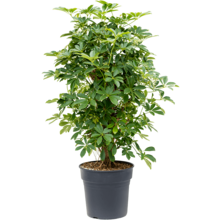 Schefflera