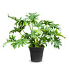 Philodendron Stuikvorm L