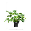 Philodendron Stuikvorm L