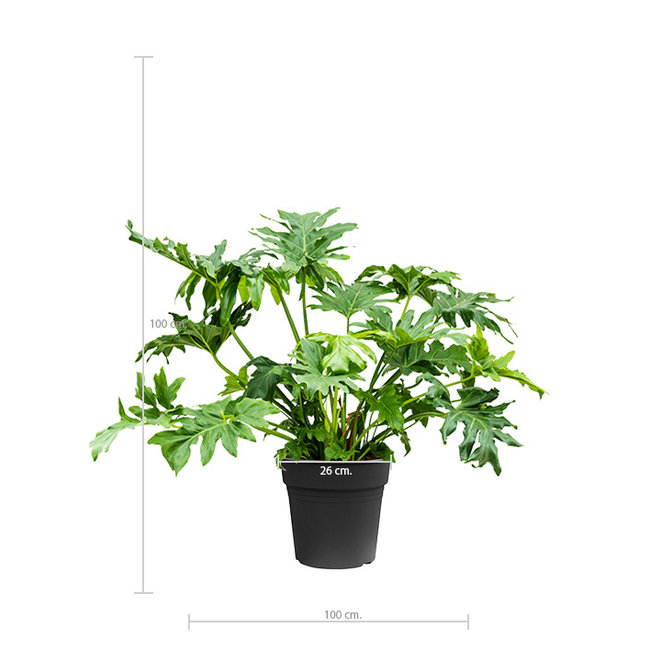 Philodendron Stuikvorm L