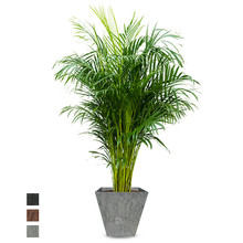 Artstone | Areca