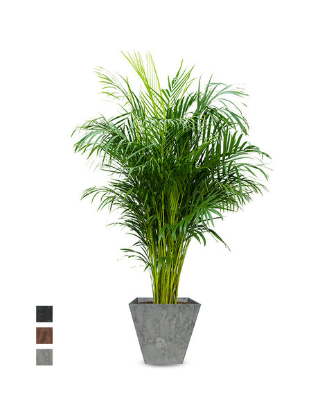 Artstone | Areca