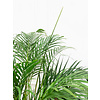 Goudpalm Areca in Artstone