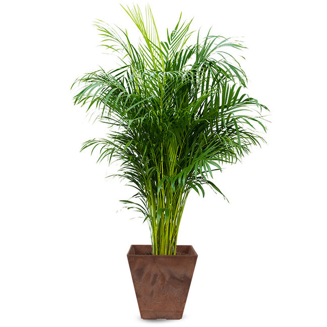 Goudpalm Areca in Artstone