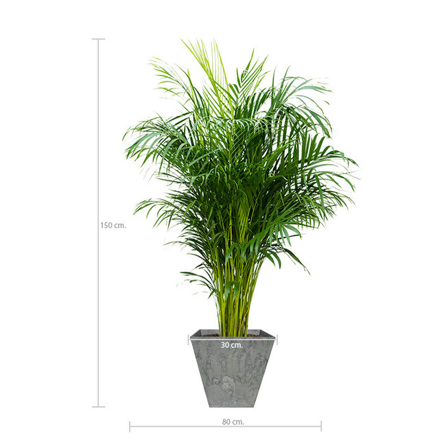 Goudpalm Areca in Artstone