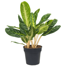 Aglaonema