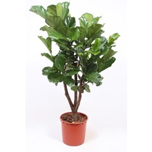 Ficus Lyrata