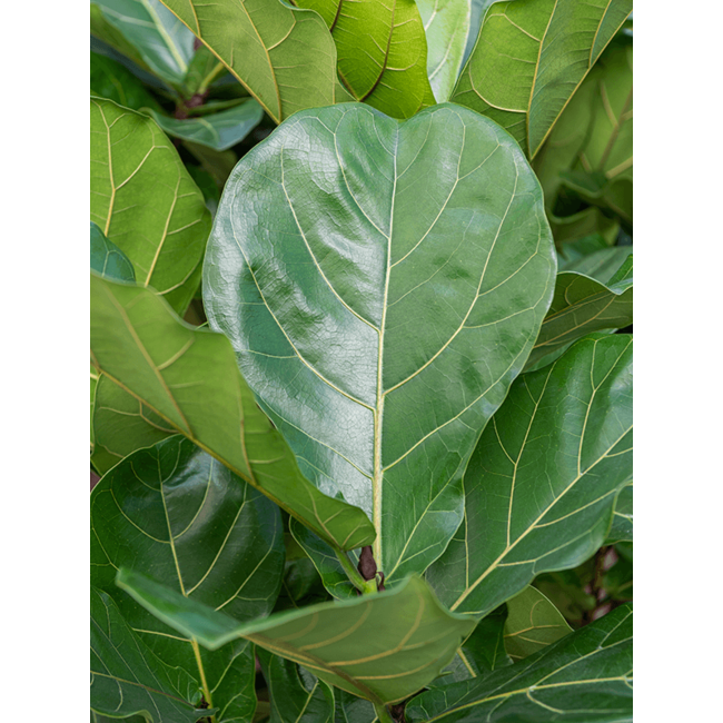 Ficus lyrata vertakt