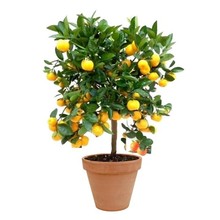 TerraCotta | Citrus Calamondin