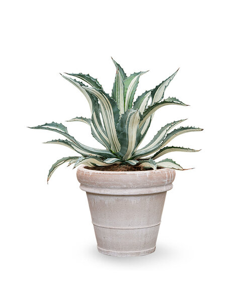 Terracotta | Agave