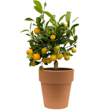 Terracotta | Citrus Calamondin