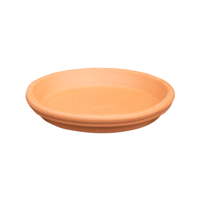 Sinaasappelboom in Terracotta high edge