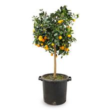 Sinaasappelboom Aurantium Chinotto XL