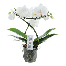Orchidee Balletto Wing 2tak