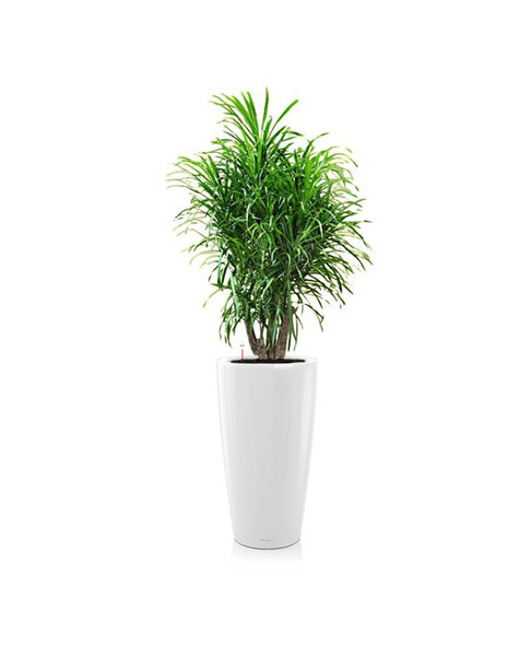 Lechuza Lechuza | Dracaena